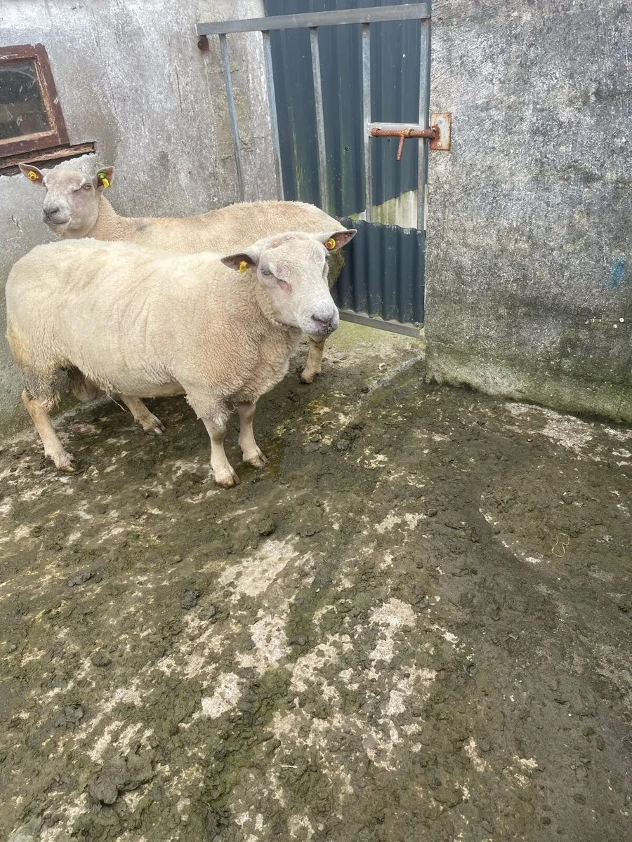 Sheep - Image 4
