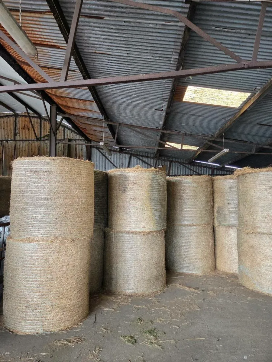 Top quality hay for sale - Image 1