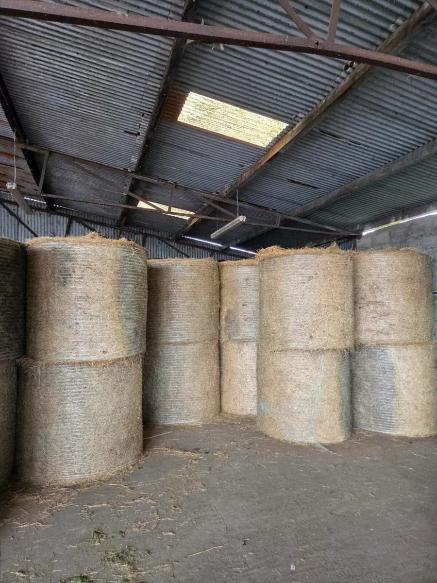 Top quality hay for sale - Image 2