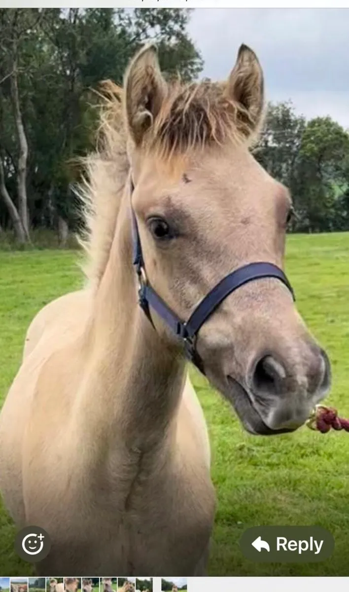 Beautiful Dun Connemara X Irish draught colt - Image 1