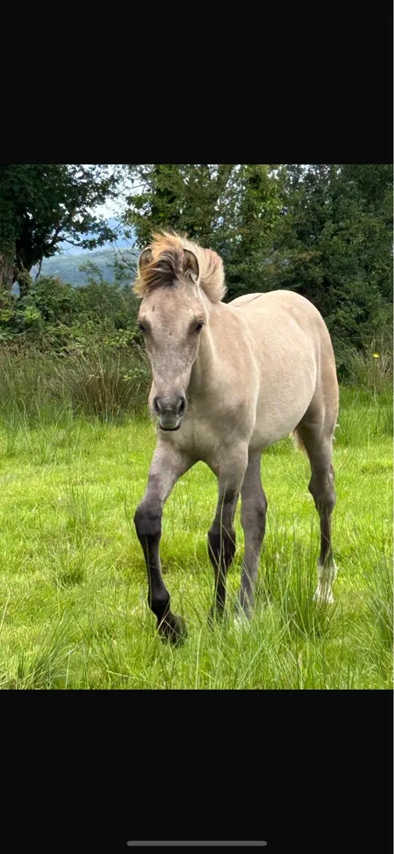 Beautiful Dun Connemara X Irish draught colt - Image 2