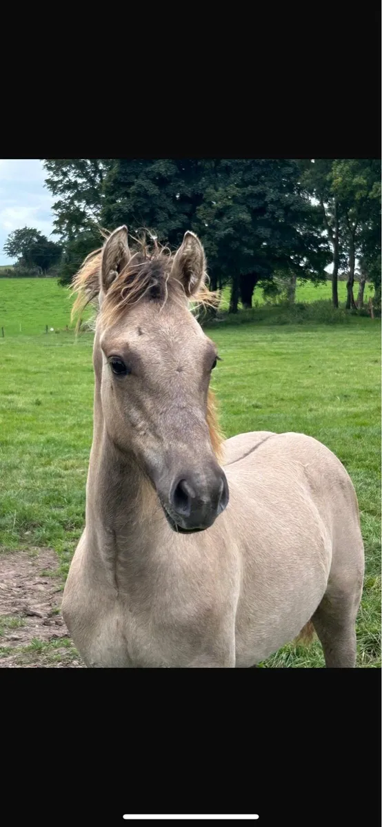 Beautiful Dun Connemara X Irish draught colt - Image 3
