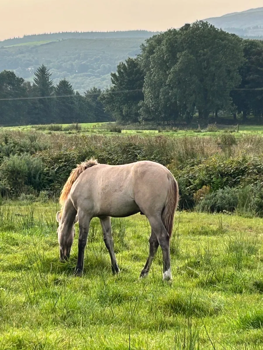 Beautiful Dun Connemara X Irish draught colt - Image 4