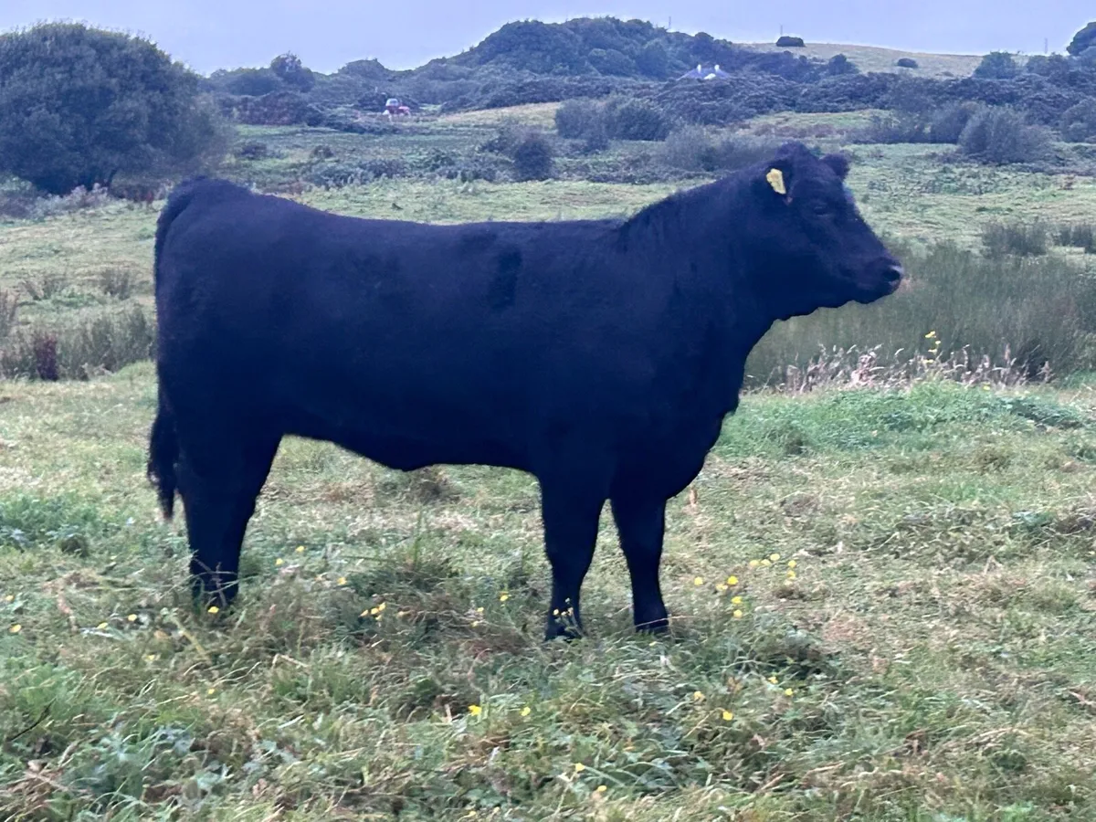Pedigree Registered Angus heifer 5 star - Image 1
