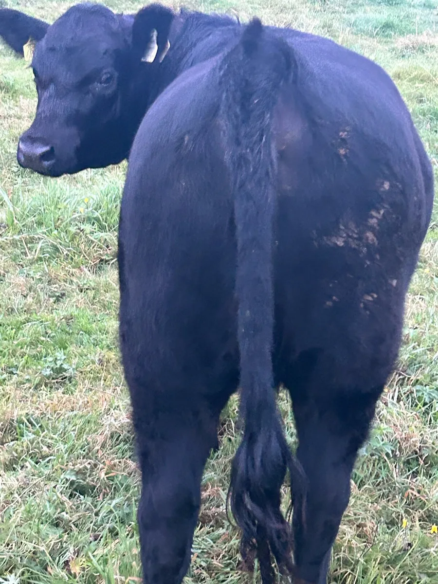 Pedigree Registered Angus heifer 5 star - Image 3