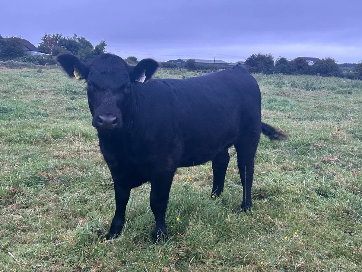 Pedigree Registered Angus heifer 5 star - Image 4