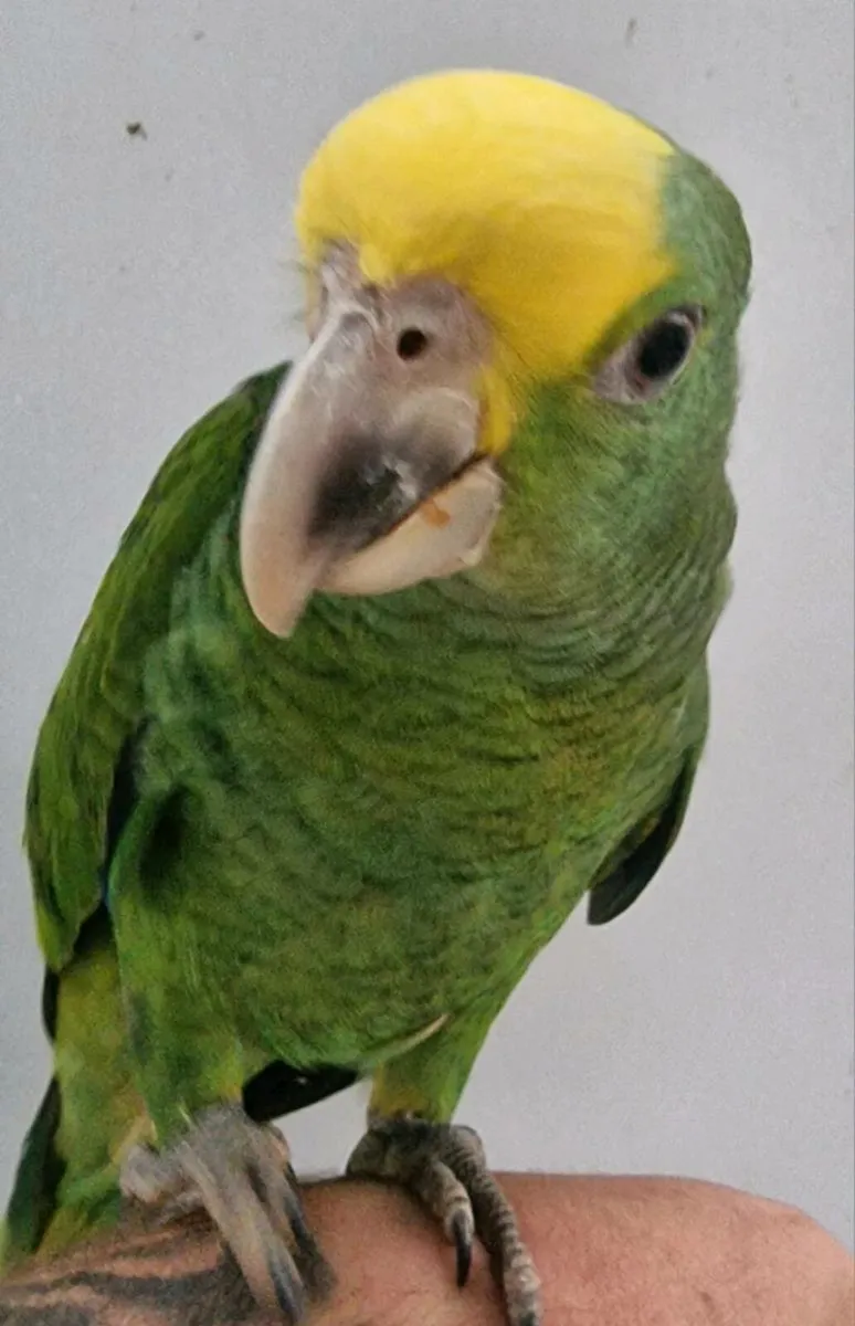 Amazona oratrix - Image 1