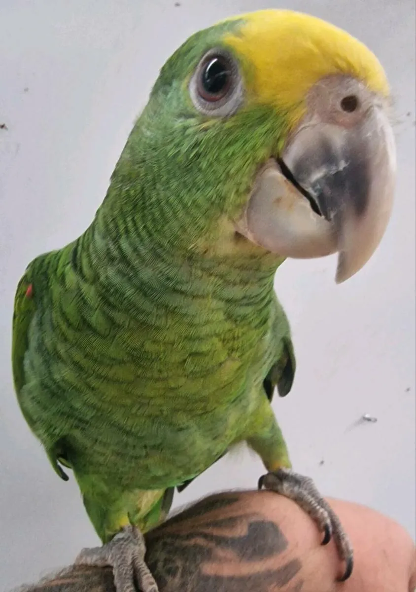 Amazona oratrix - Image 2