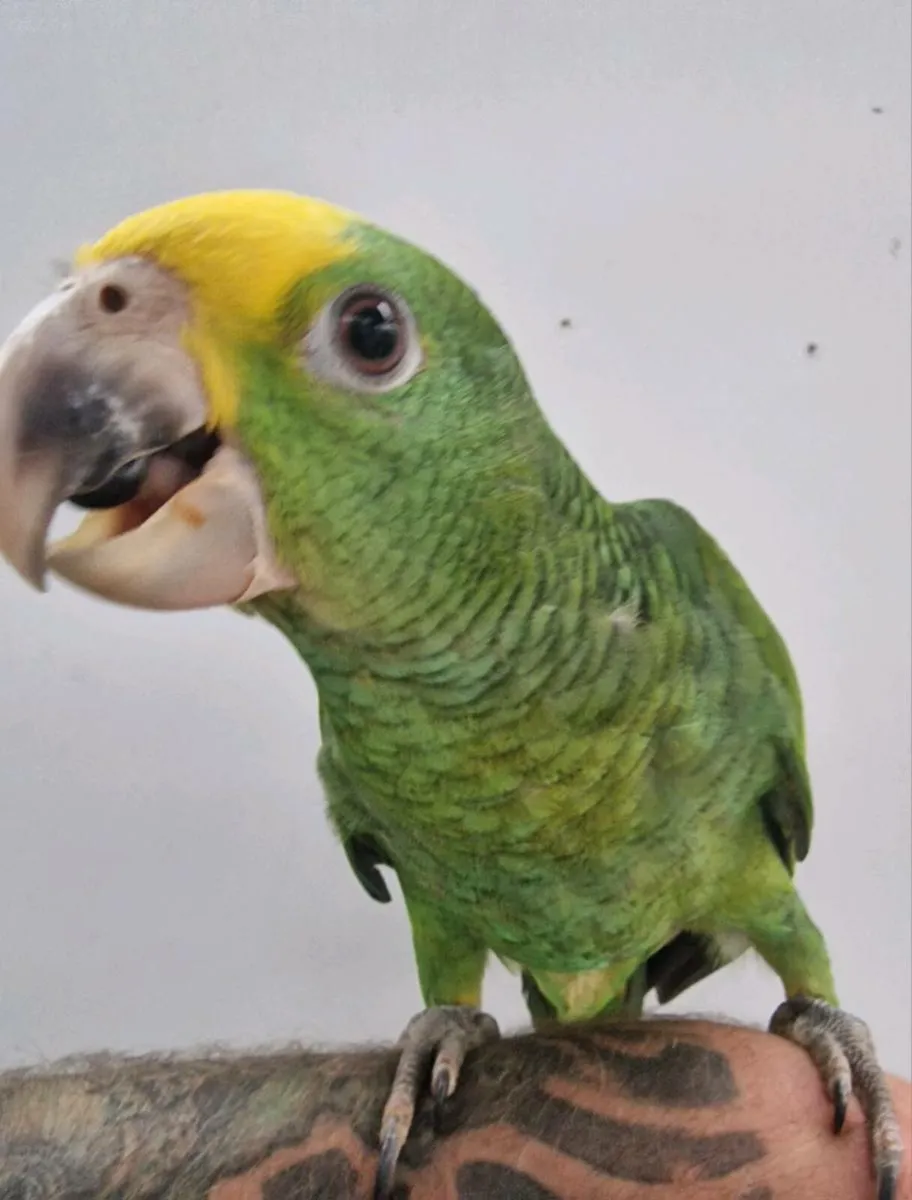 Amazona oratrix - Image 3