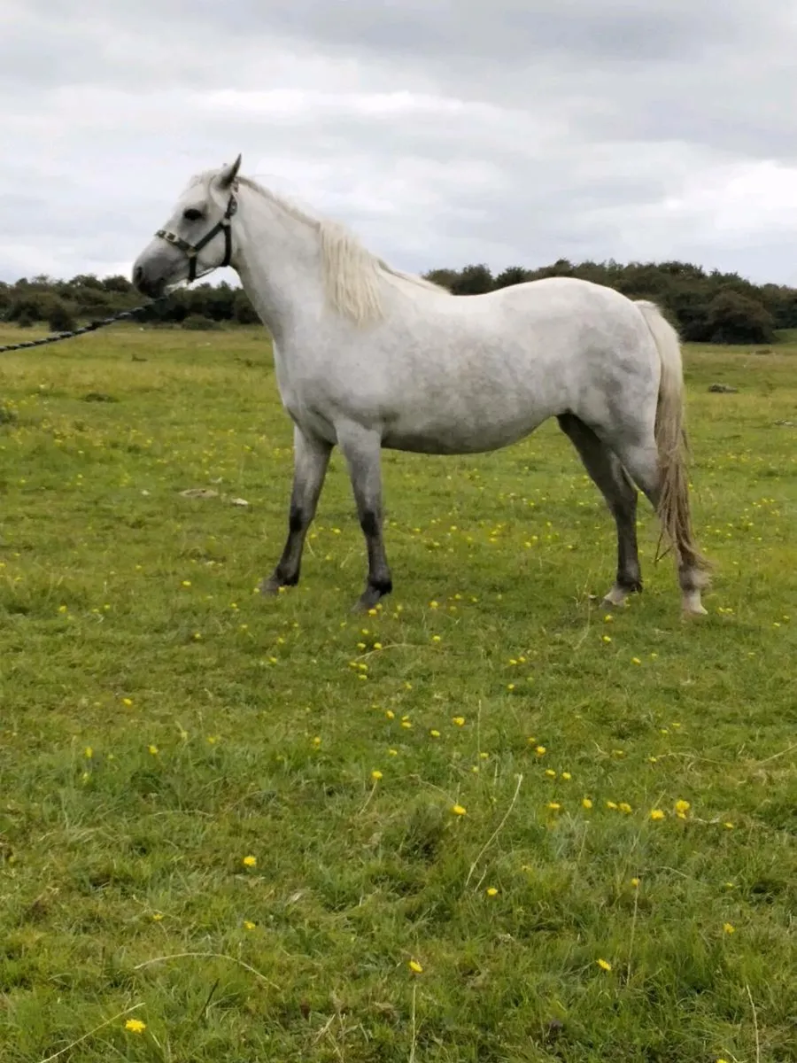 Connemara pony - Image 1