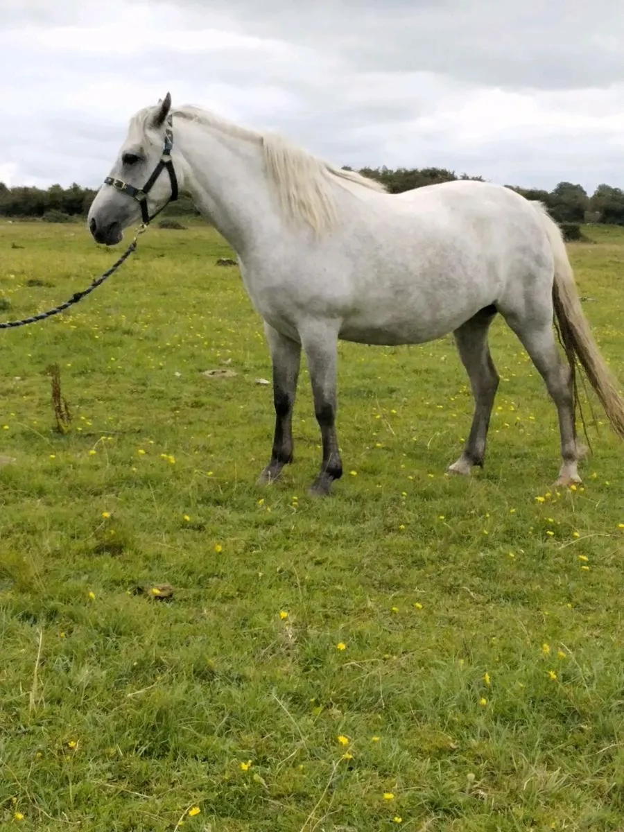 Connemara pony - Image 2