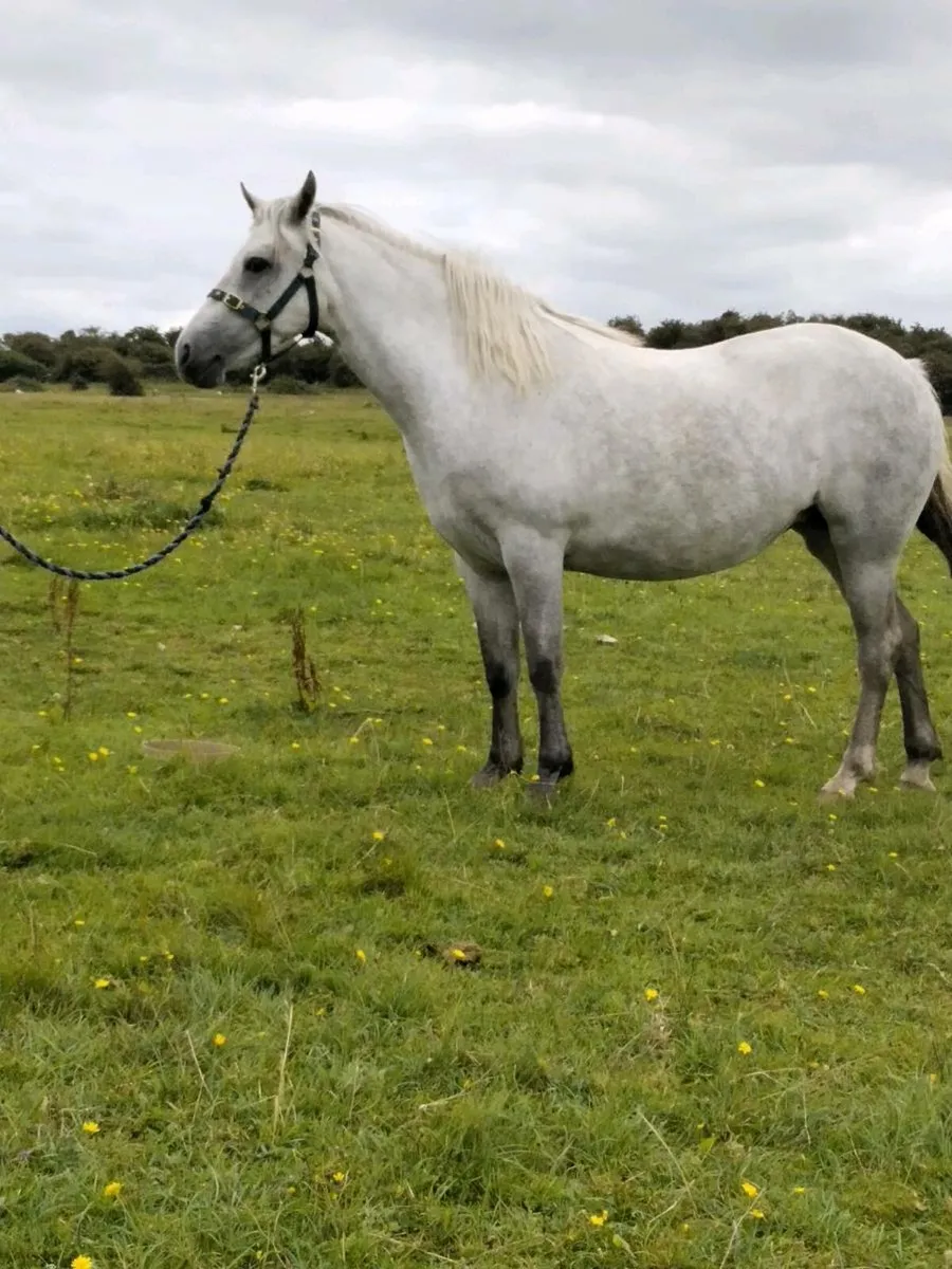 Connemara pony - Image 3