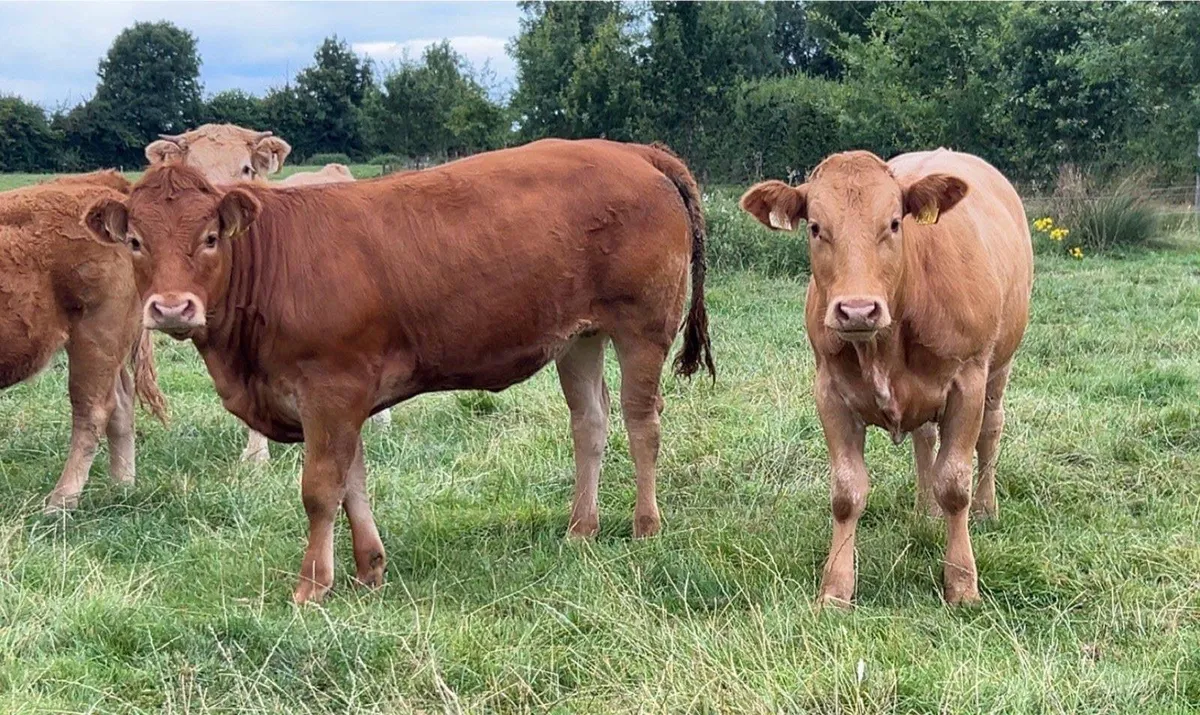 continental heifers - Image 2
