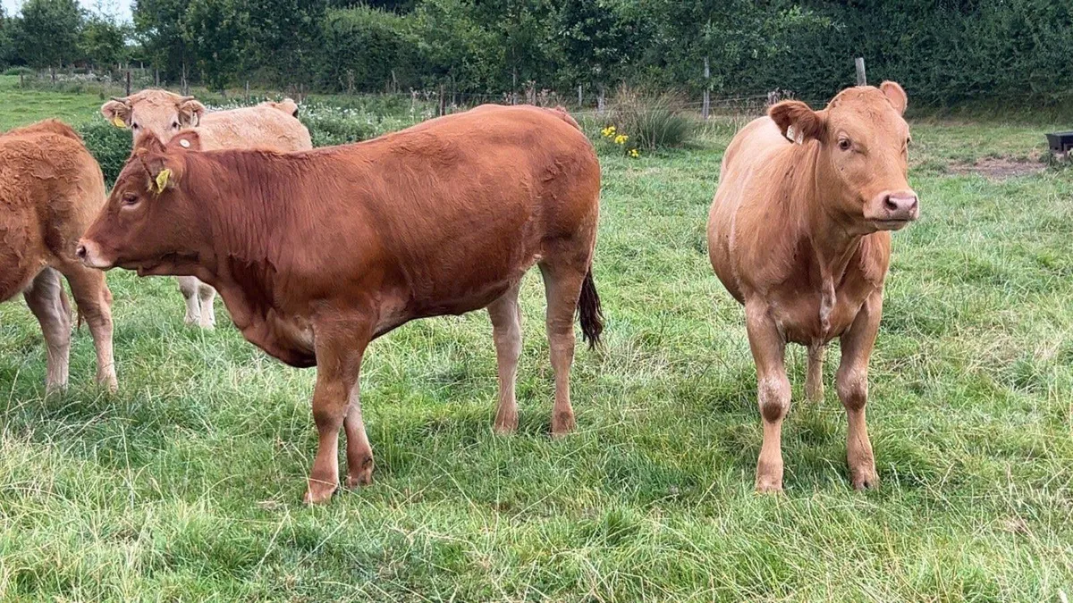 continental heifers - Image 3