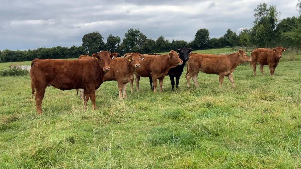 continental heifers - Image 1