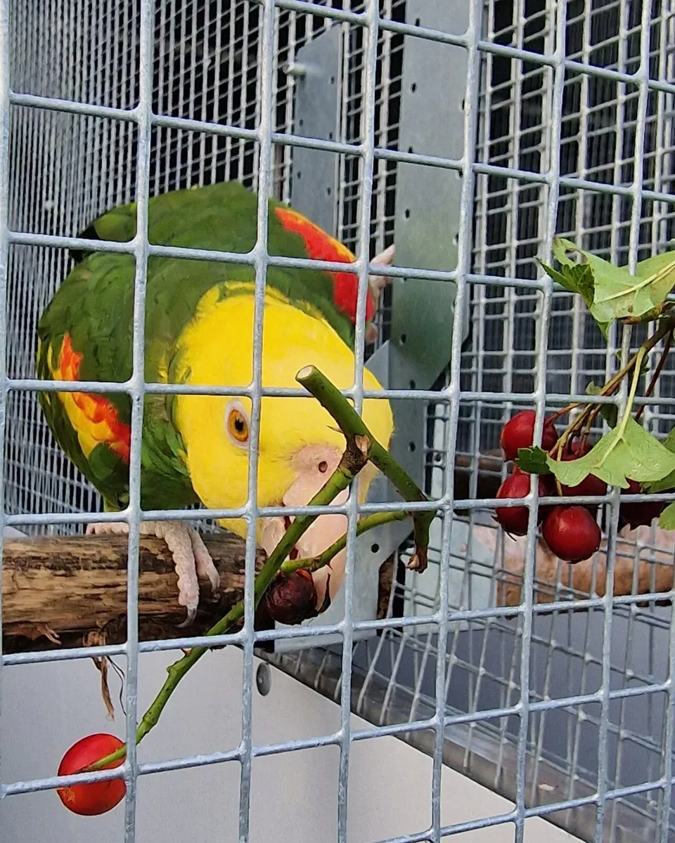 Amazona oratrix - Image 4
