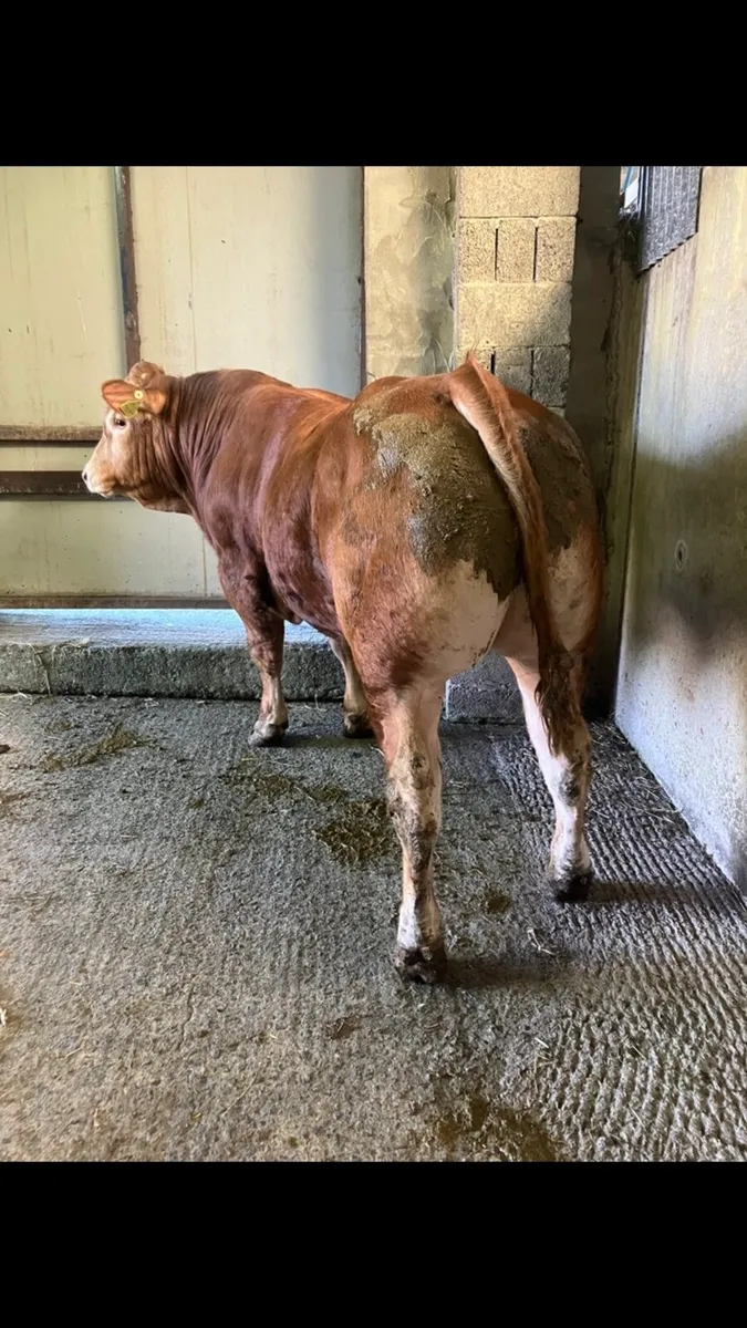 Pedigree Limousin Bull - Image 1