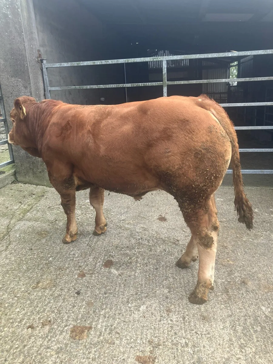 Pedigree Limousin Bull - Image 2