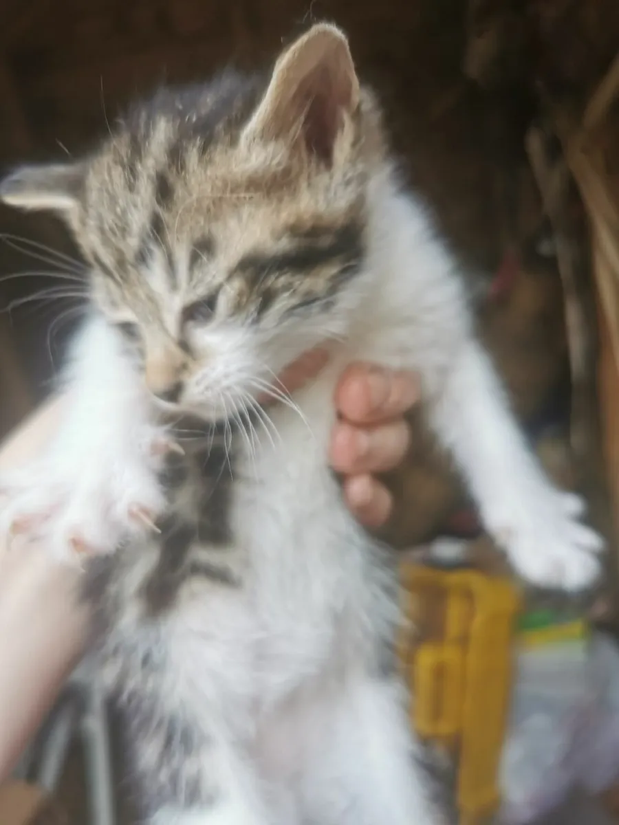 House  kittens - Image 1