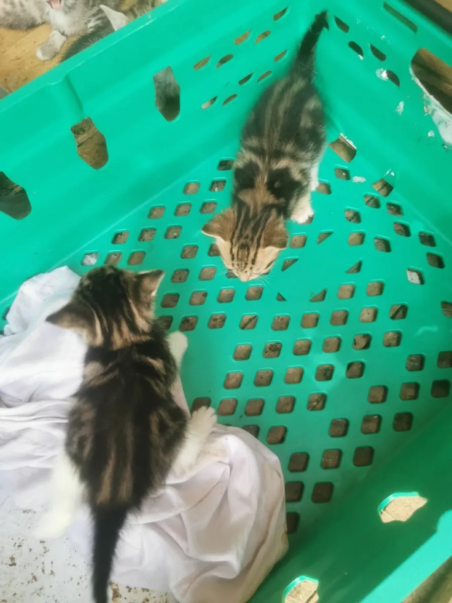 House  kittens - Image 2