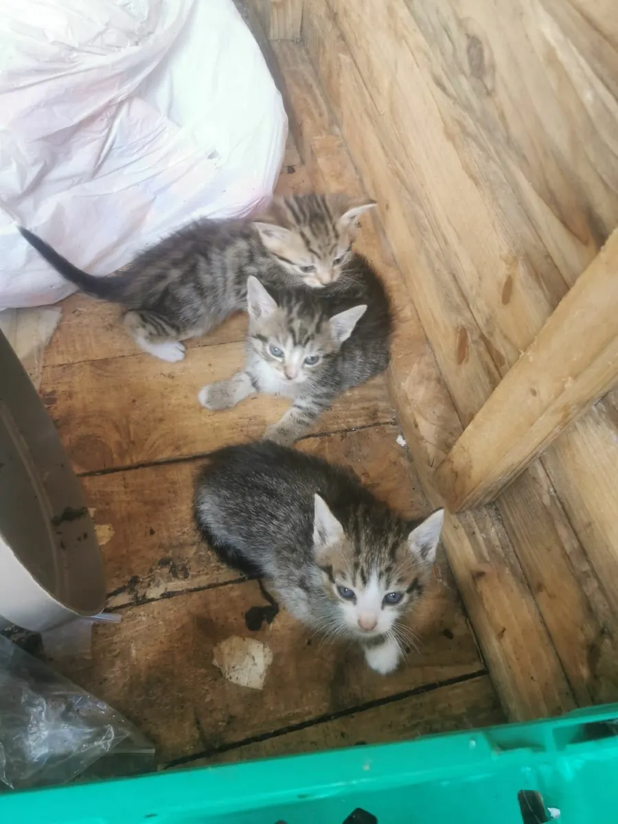 House  kittens - Image 3
