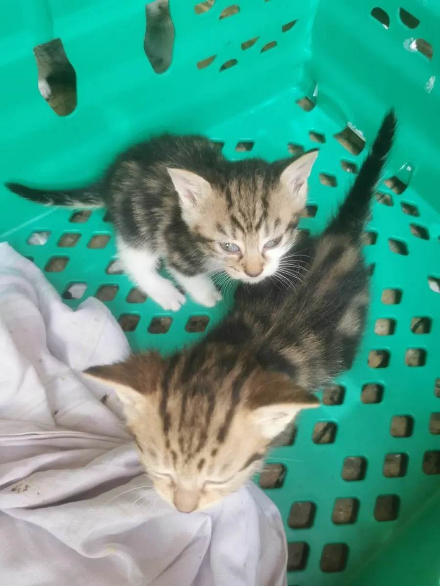 House  kittens - Image 4