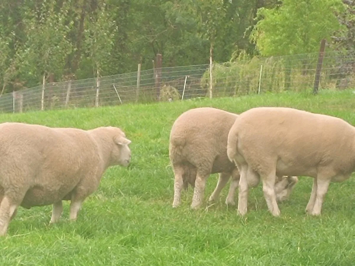 ram - Image 4