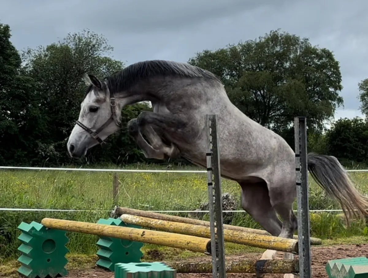 2020 Coronado II Z x Master Imp x Clover - Image 1