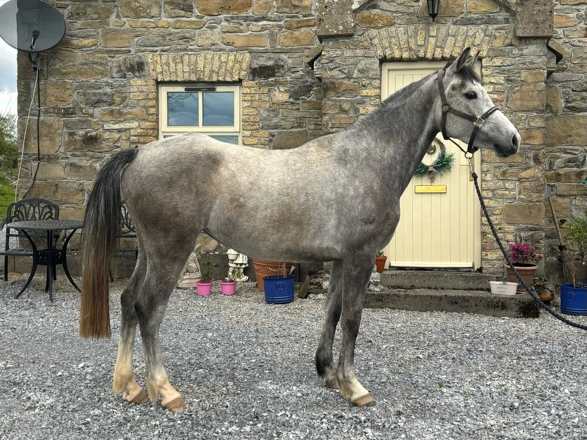 2020 Coronado II Z x Master Imp x Clover - Image 4