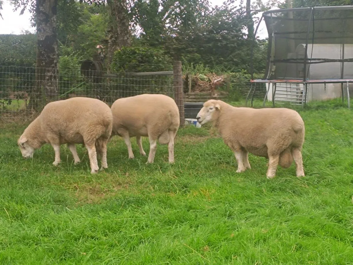 ram - Image 1