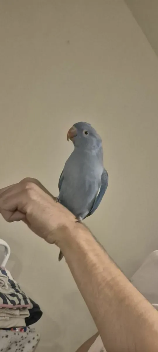 Handreared indian ring neck parrot and cage - Image 3