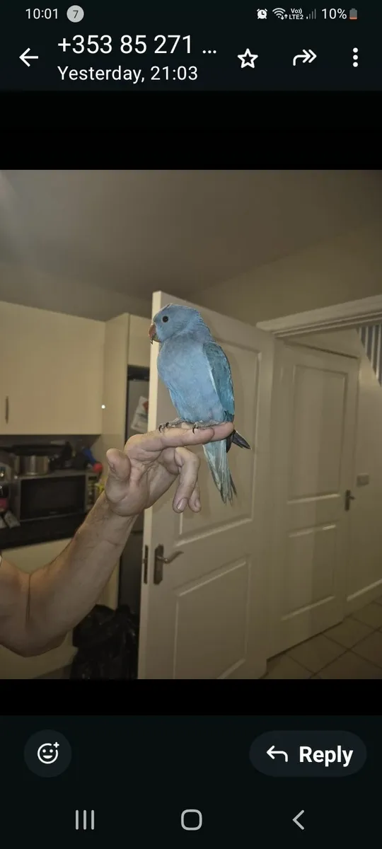 Handreared indian ring neck parrot and cage - Image 1