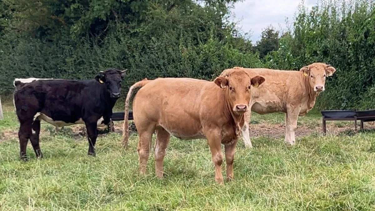 continental heifers - Image 4