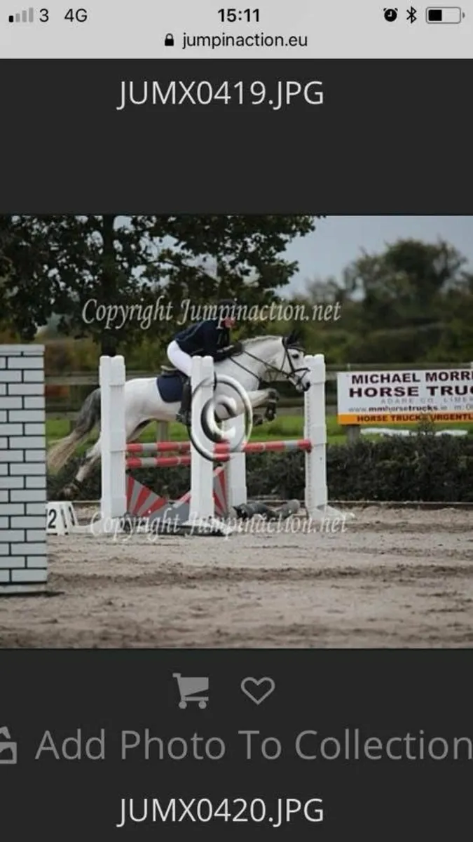 148cm Connemara gelding true allrounder🦄 - Image 2