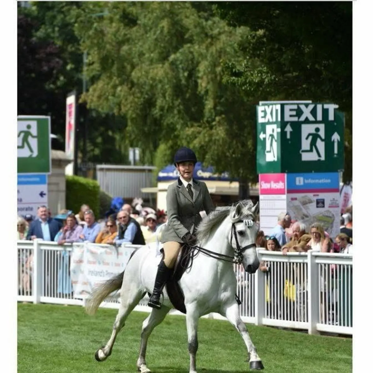 148cm Connemara gelding true allrounder🦄 - Image 3