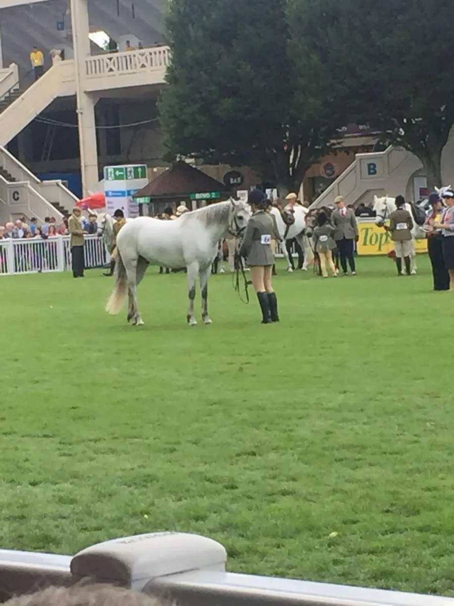 148cm Connemara gelding true allrounder🦄 - Image 4