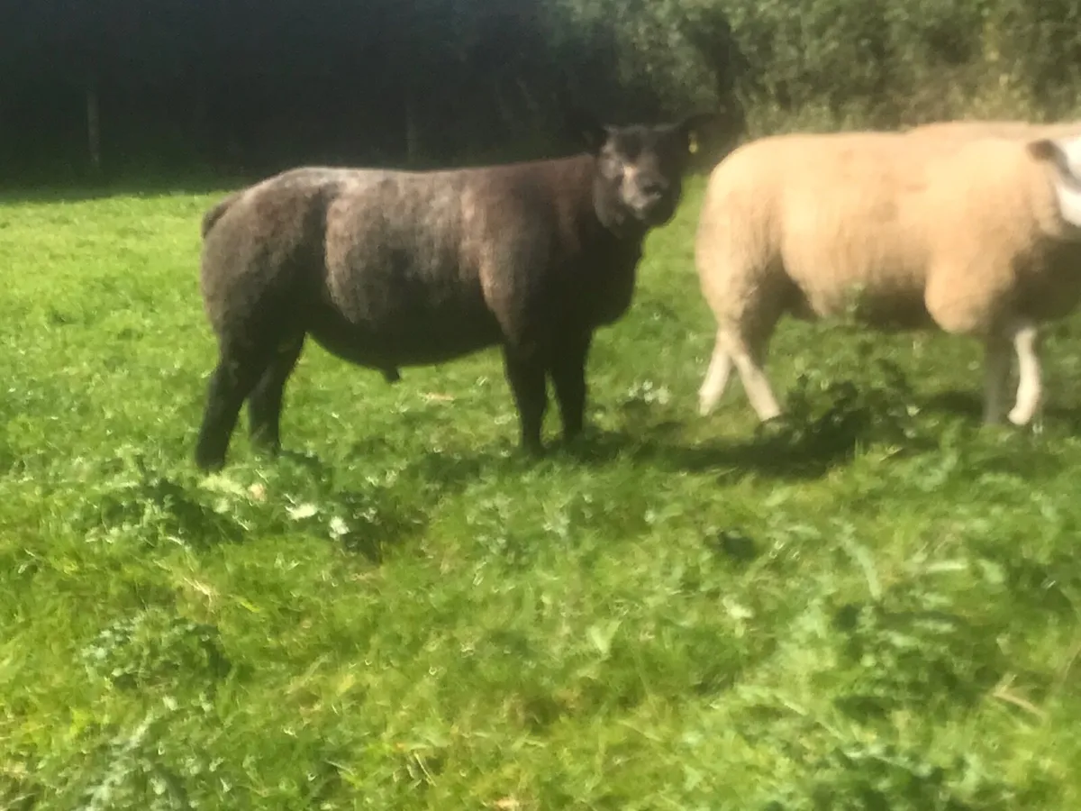 Aged ram and Ram lambs - Image 2