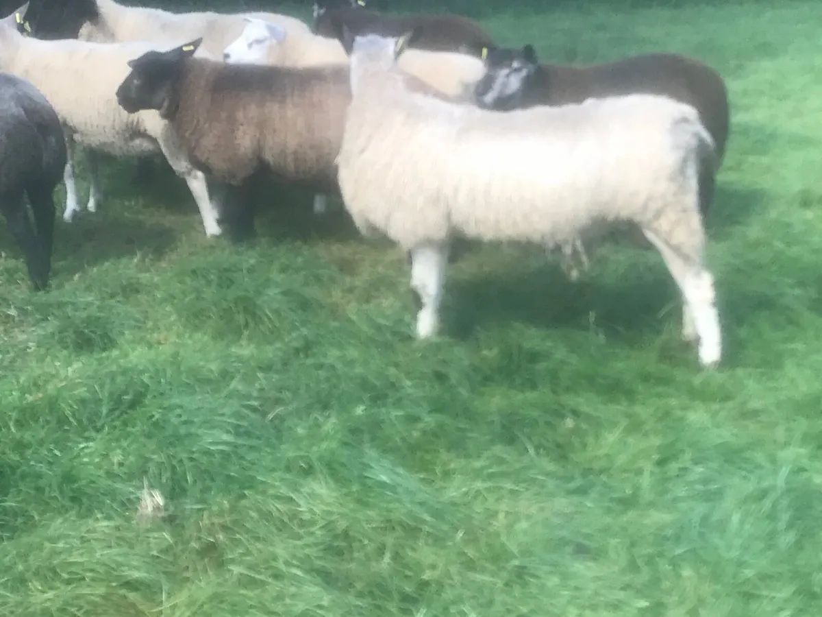 Aged ram and Ram lambs - Image 3