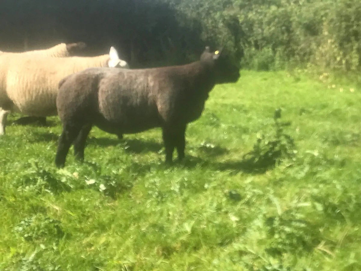Aged ram and Ram lambs - Image 4