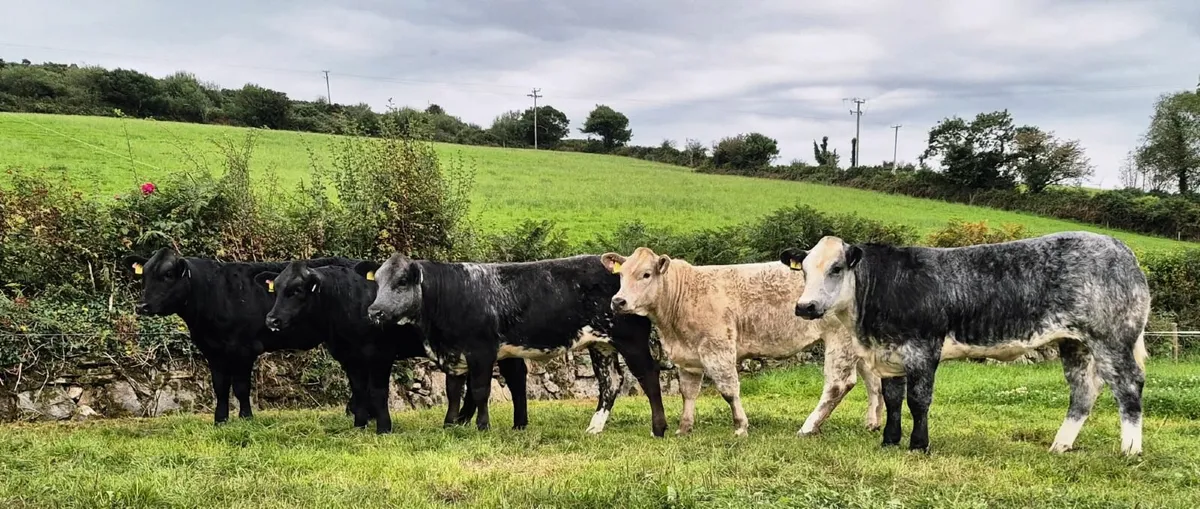 Show/Breeding Heifers - Image 1