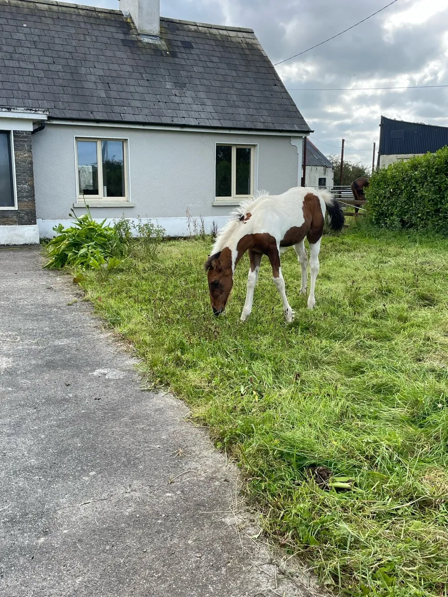 Mare and foal - Image 2