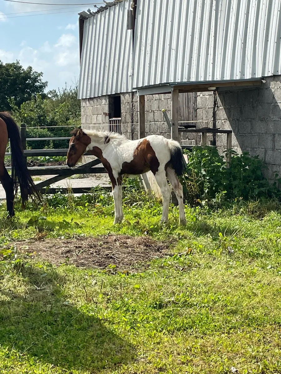 Mare and foal - Image 3