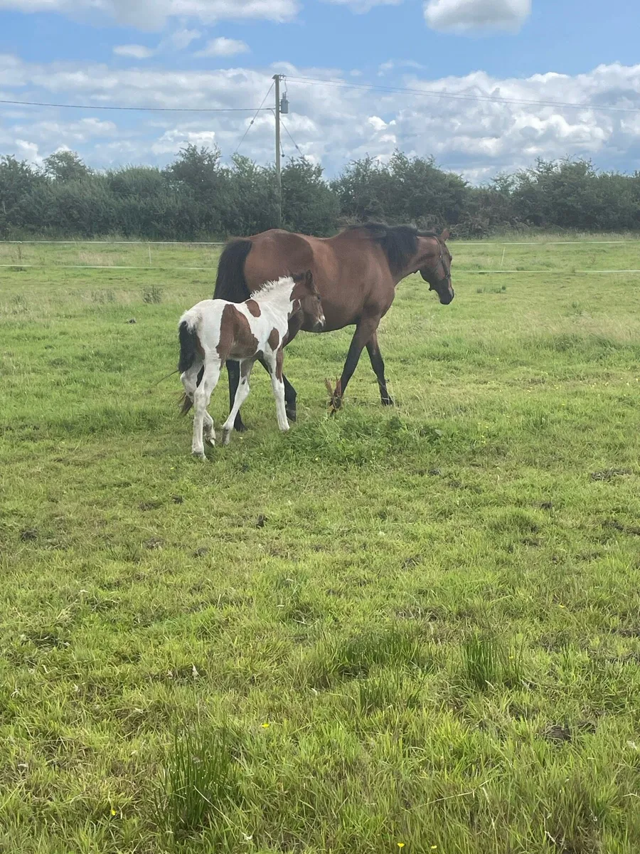 Mare and foal - Image 4