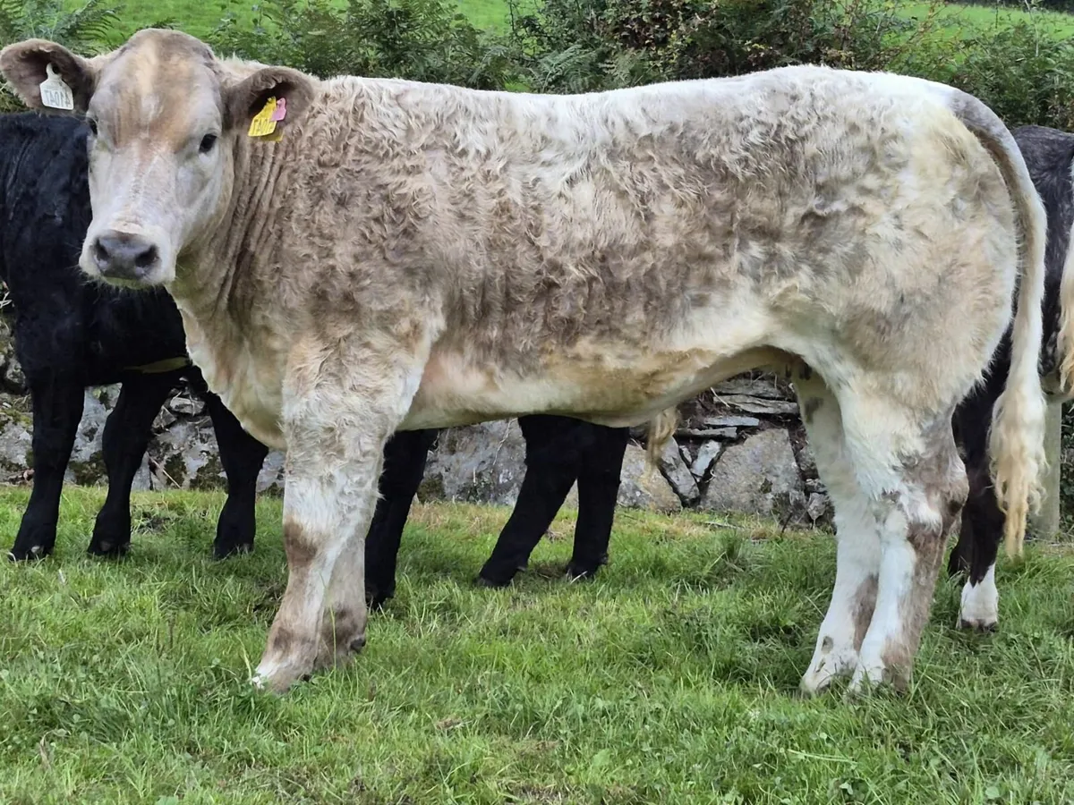Show/Breeding Heifers - Image 3