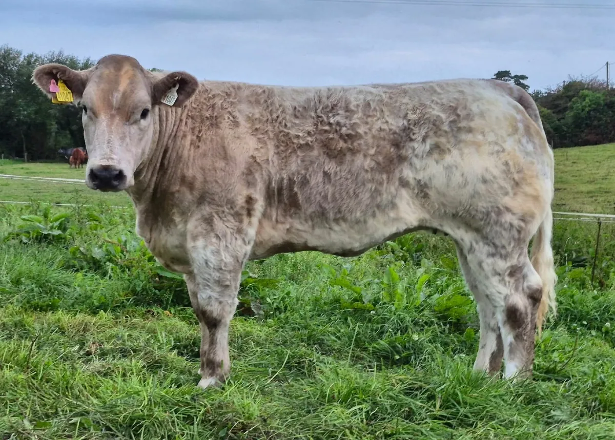 Show/Breeding Heifers - Image 4