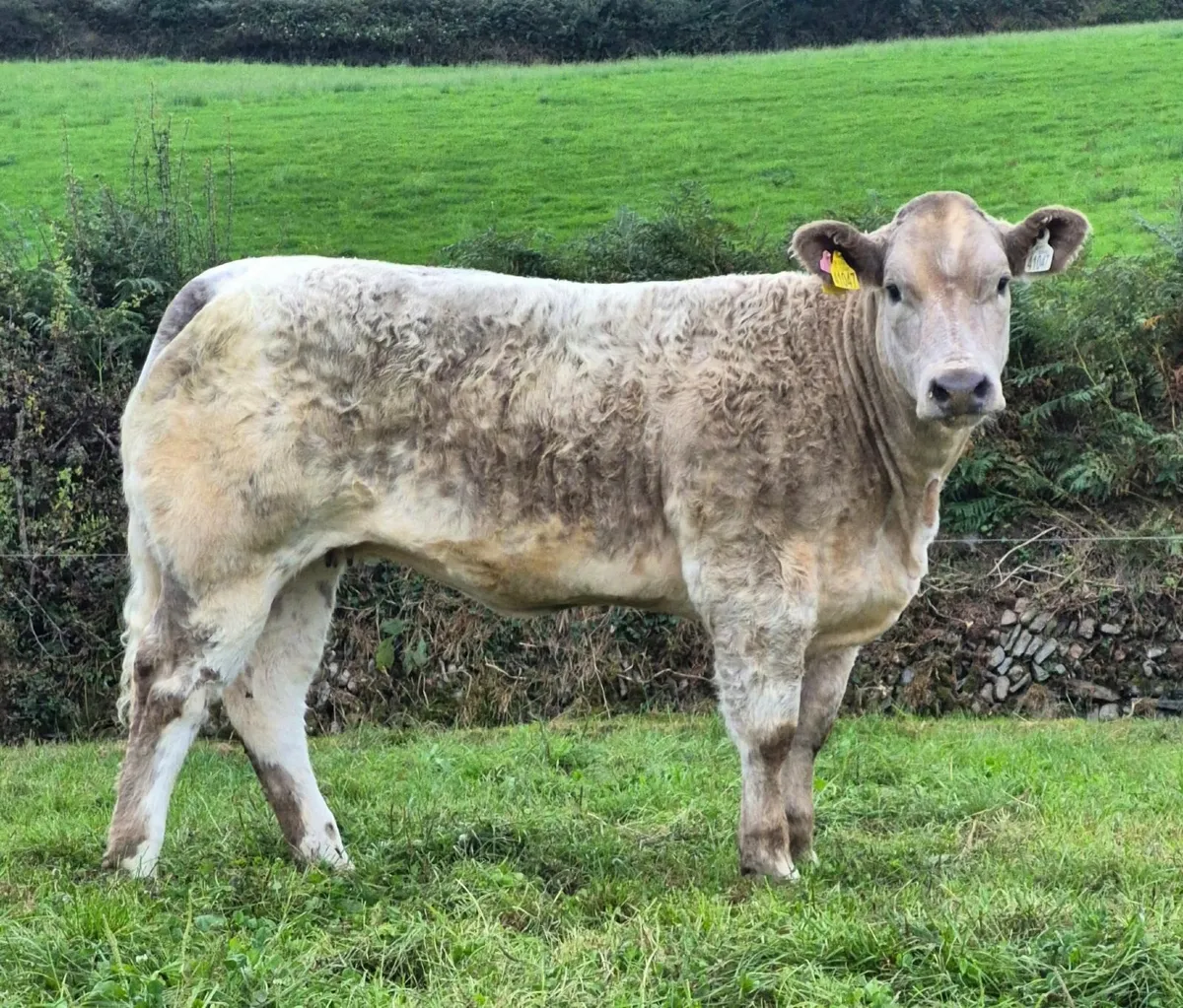 Show/Breeding Heifers - Image 2