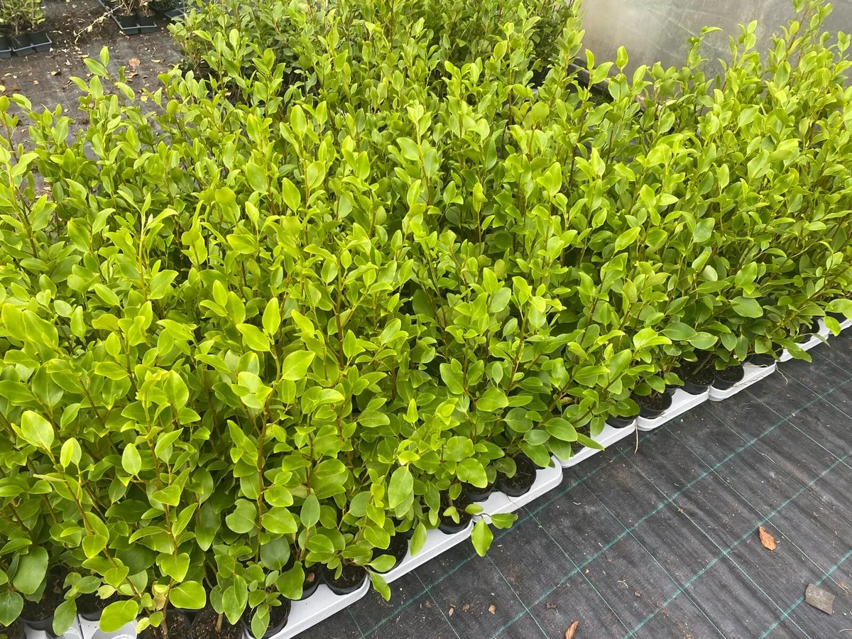 Griselinia hedging - Image 2
