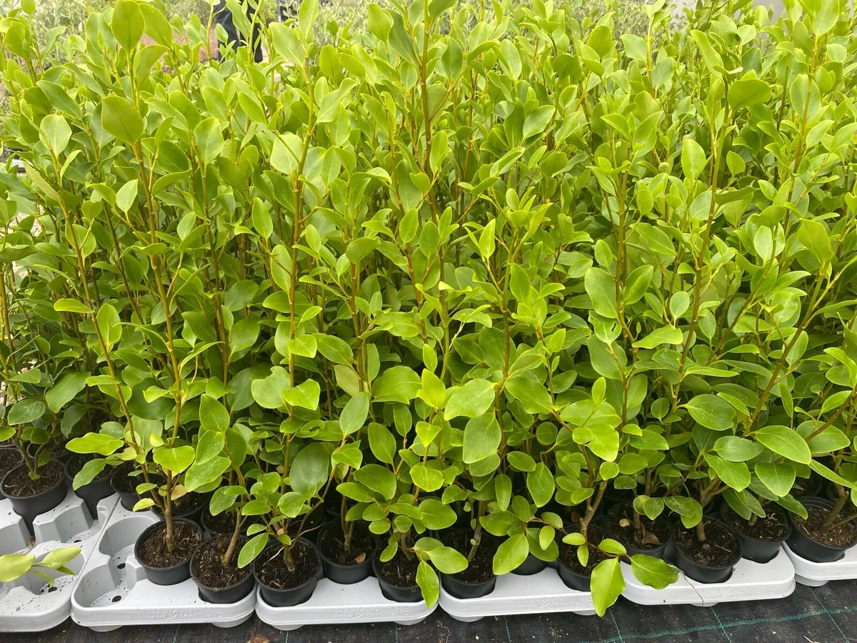 Griselinia hedging - Image 3
