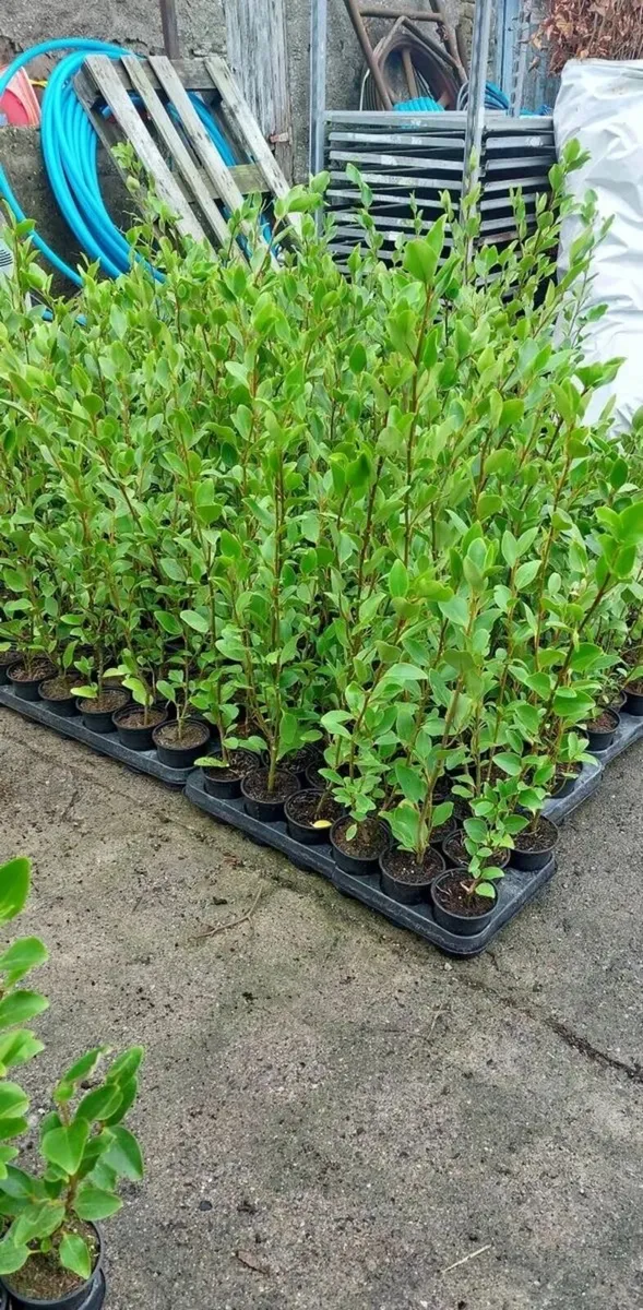 Griselinia hedging - Image 4