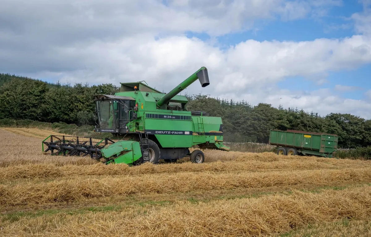 Barley Straw